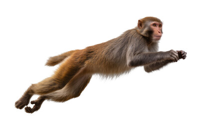 Rhesus macaque monkey in mid-air jump, side view © Elena