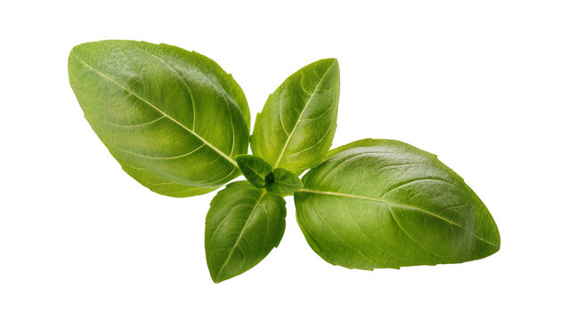 Fresh green basil leaves with visible veins