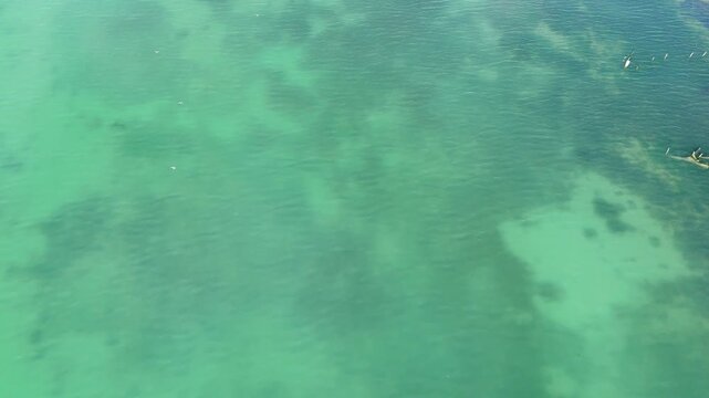 Top down aerial drone view of a flock of birds flying over shallow transparent turquoise lagoon channels and green salt marshes near Eraclea and the Piave river mouth, Italy