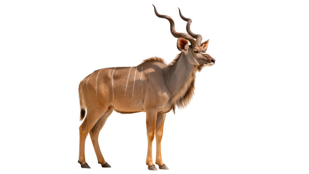 Greater Kudu antelope with large spiraling horns