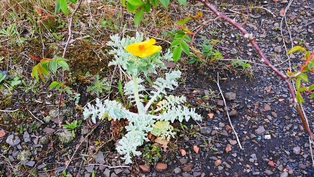 Pavot des sables Glaucium flavum &agrave; fleur jaune sur le terril de Loos-en-Gohelle d&eacute;partement Pas-de-Calais, France, Europe