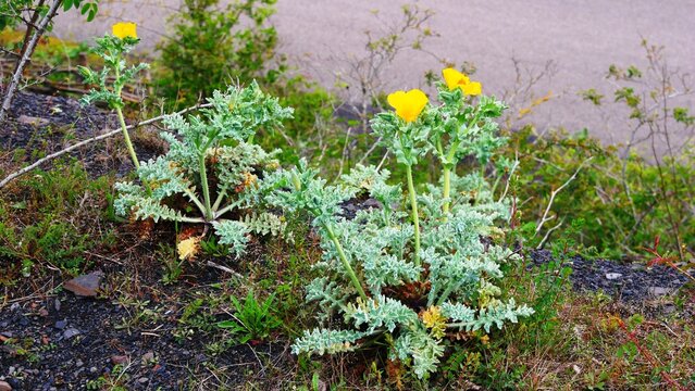 Pavot des sables Glaucium flavum &agrave; fleur jaune sur le terril de Loos-en-Gohelle d&eacute;partement Pas-de-Calais, France, Europe