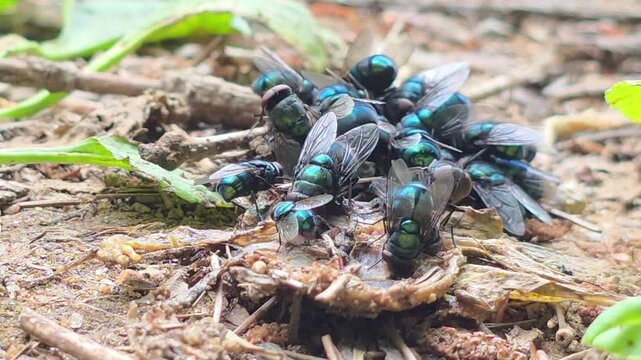 
Greenbottle flies decomposing a squashed roadkill frog in nature#002

