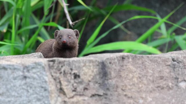 Adorable Dwarf mongoose sniffs the air as it looks toward camera,
