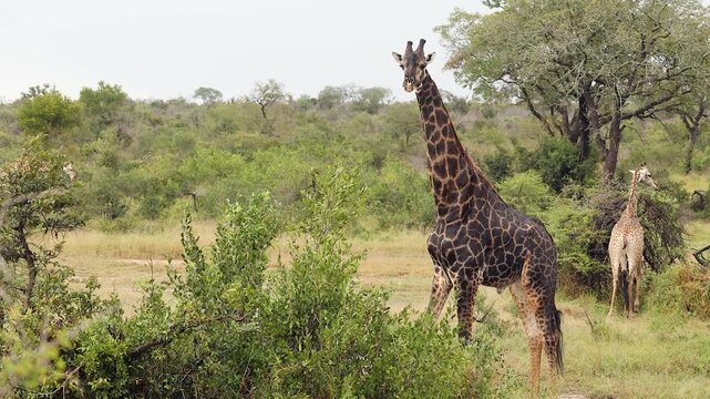 Dark pattern giraffe looks at camera and lighter giraffes graze behind