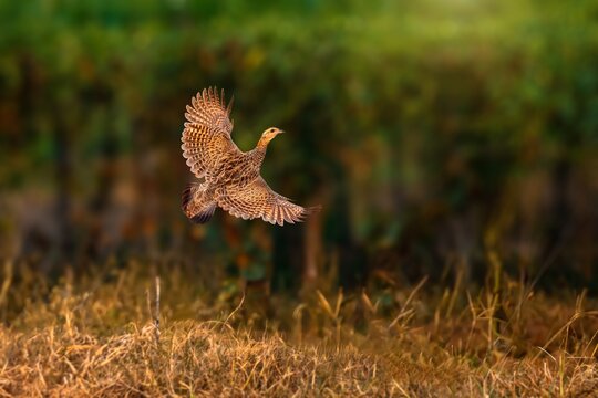 The Black Francolin is a striking ground-dwelling gamebird in the pheasant family, Phasianidae. Known in Hindi as Kaala Teetar (काला तीतर), it is the state bird of Haryana, India.
