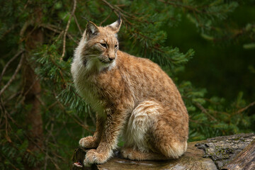 Lynx  © Norma