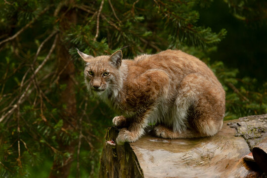 Lynx