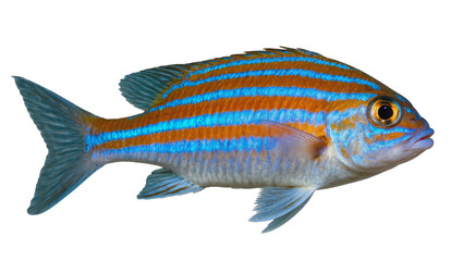 Orange and blue striped reef fish with yellow eye © Maria
