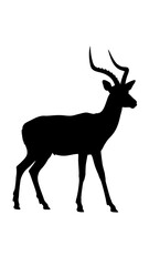 Fototapeta premium Impala silhouette.