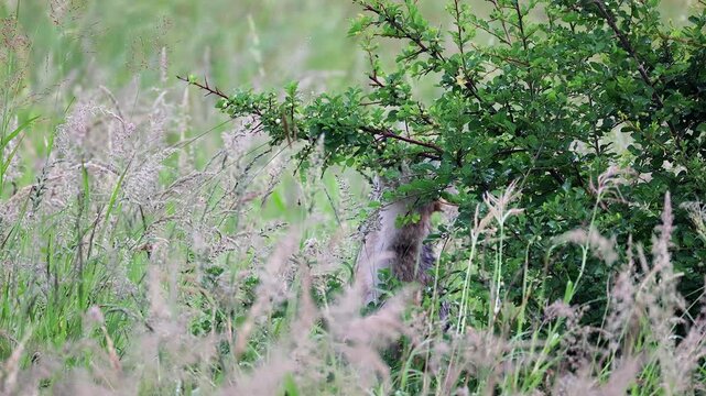 Black backed jackal feeds on white Bushweed berries, great behaviour