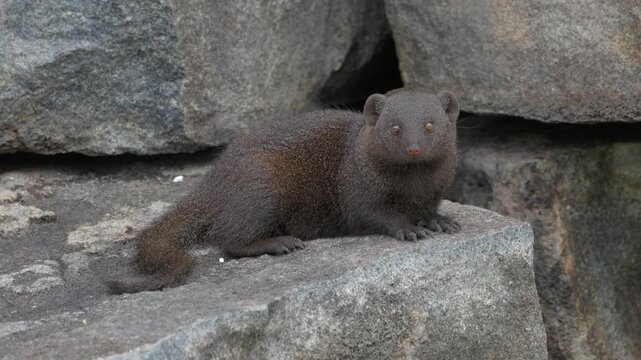 Cute Dwarf mongoose in profile on boulder looks at camera, closeup