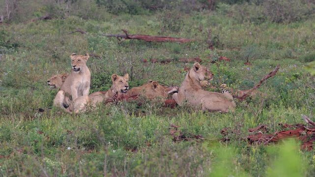 Lion pride feeding on recent kill all look out of frame at same time