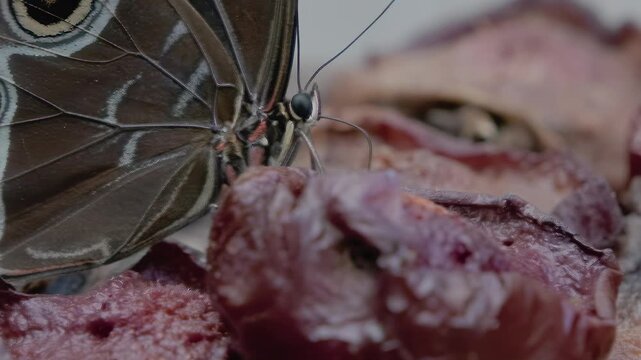 Blue Morpho butterfly feeding on fermented fruit in extreme slow motion. Detailed view shows distinctive eyespot wing patterns and proboscis extending to consume nutrients. Tropical rainforest.