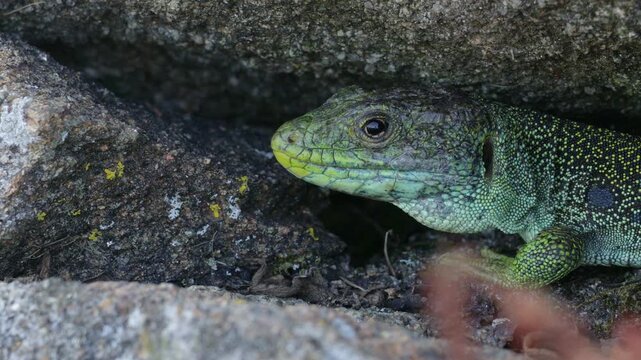 European Ocelated Lizard (Timon lepidus ibericus) in Natural Habitat &ndash; Conservation Wildlife Footage