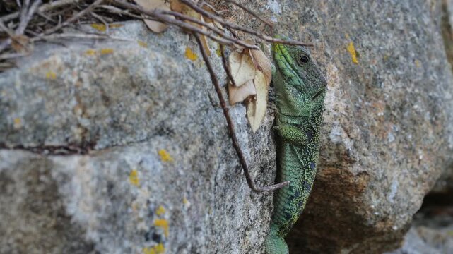 Iberian Ocelated Lizard (Timon lepidus ibericus) Camouflaged on Rocky Terrain &ndash; Wildlife Documentary Footage