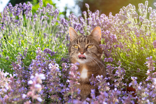 tabby cat surrounded by a field of flowering catnip plants, outdoors in sunny garden