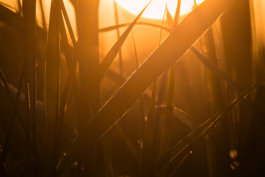 Backlit reeds glow in golden dawn light in Bristol, England, their fine hairs catching fire in the early sun like a thousand tiny filaments deciding this is the morning they finally shine.