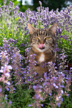 tabby cat surrounded by a field of flowering catnip plants, outdoors in sunny garden