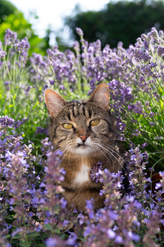 tabby cat surrounded by a field of flowering catnip plants, outdoors in sunny garden