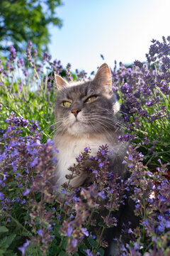gray longhair cat surrounded by a field of flowering catnip plants, outdoors in sunny garden
