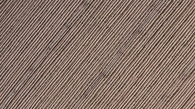 Aerial Drone View of Organized Crop Rows in Farmland During Spring Planting Season