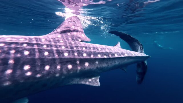 The elongated body of an enormous whale shark, with the characteristic white spot patterns, prominent gill slits, and large pectoral fin.