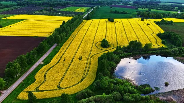 Blooming rapeseed field with tractor tracks next to a tranquil blue lake in aerial view