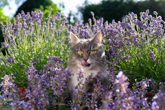 gray longhair cat surrounded by a field of flowering catnip plants, outdoors in sunny garden