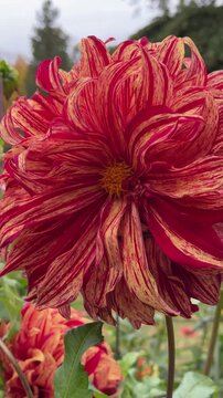 Colorful blooms showcase stunning red and gold patterns, dancing lightly in the breeze. Nature's artistry shines brightly against a moody gray backdrop