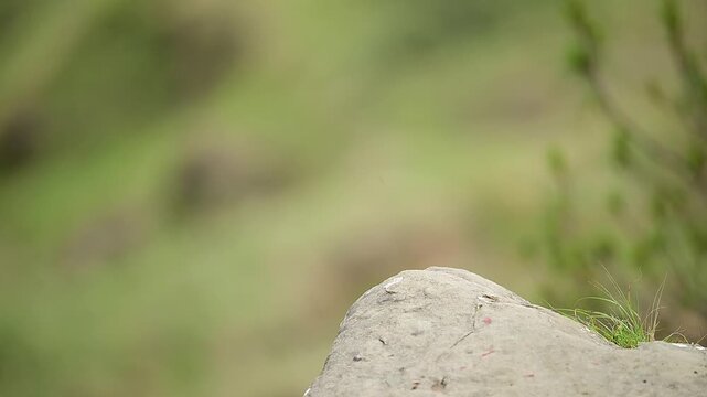 Close-up side view of a wild Upland Pipit songbird launching into the air from a weathered stone, highlighting its dynamic wing position and cryptic feather patterns in natural morning light.