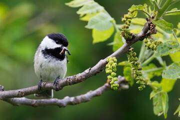 Black-capped chickadee with worm © erbephoto