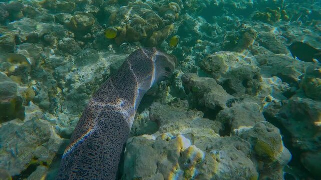 Giant Moray Eel, Gymnothorax javanicus swimming among the corals of the flat-top coral on shallow coral reef in the bright midday sunrays, tropical fishes swims nearby