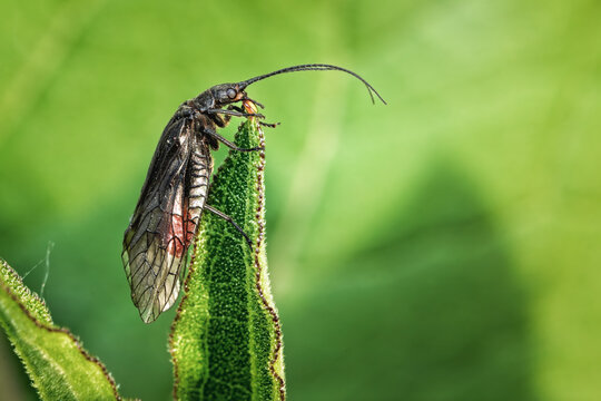 Alderfly isolated on single leaf