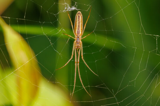 Stretch spider (Tetragnatha) on web