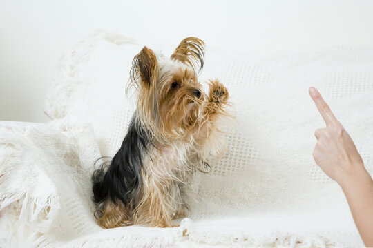 Close-up of a woman's finger giving instructions to a Yorkshire Terrier