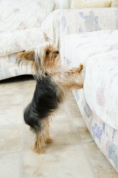 Yorkshire Terrier trying to climb on a couch