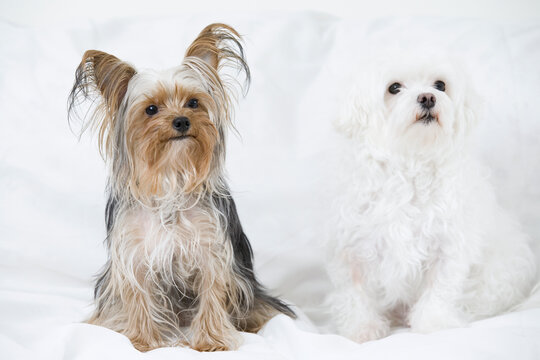 Close-up of a Yorkshire Terrier and a Maltese dog