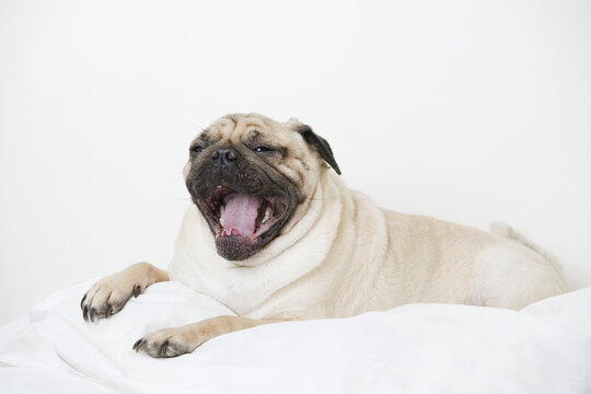 Close-up of a Pug dog yawning