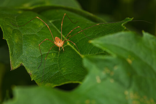 Harvestmen spider on green leaf