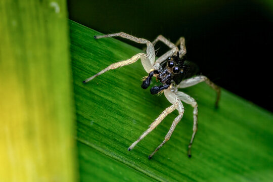 Dimorphic jumping spider on green vegetation