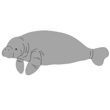 マナティ