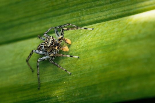Jumping spider on green vegetation