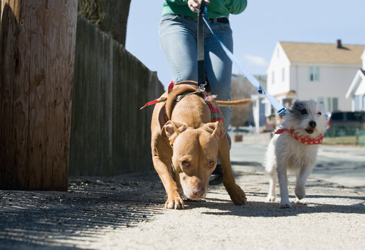 Girl walking with dogs