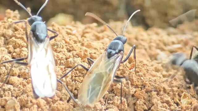 
Black carpenter ants preparing for nuptial flight with worker ants encouraging them macro close up 4K#004

 