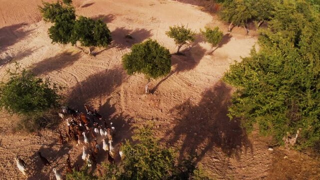 Drone follows goat herd running across dry red earth and argan trees, Morocco