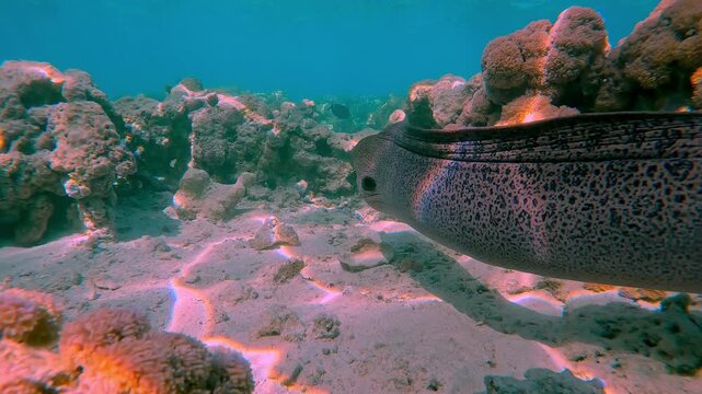 Close up, escorting a Giant Moray Eel, Gymnothorax javanicus swims wiggling with full body length over corals of a flat-top on shallow coral reef, in bright sunshine at midday