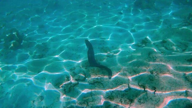 Accompanying from above the Giant Moray, Gymnothorax javanicus swimming over sandy bottom covered with coral rubble in shallow water under bright sunlight at midday, full body length