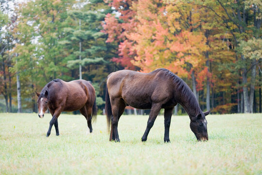 Two horses in field
