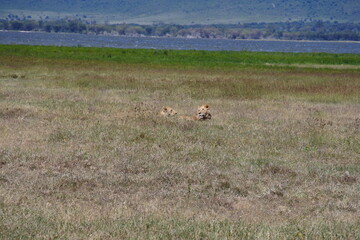 Zwei Löwen im Ngorongoro Krater © Jürgen Reitz